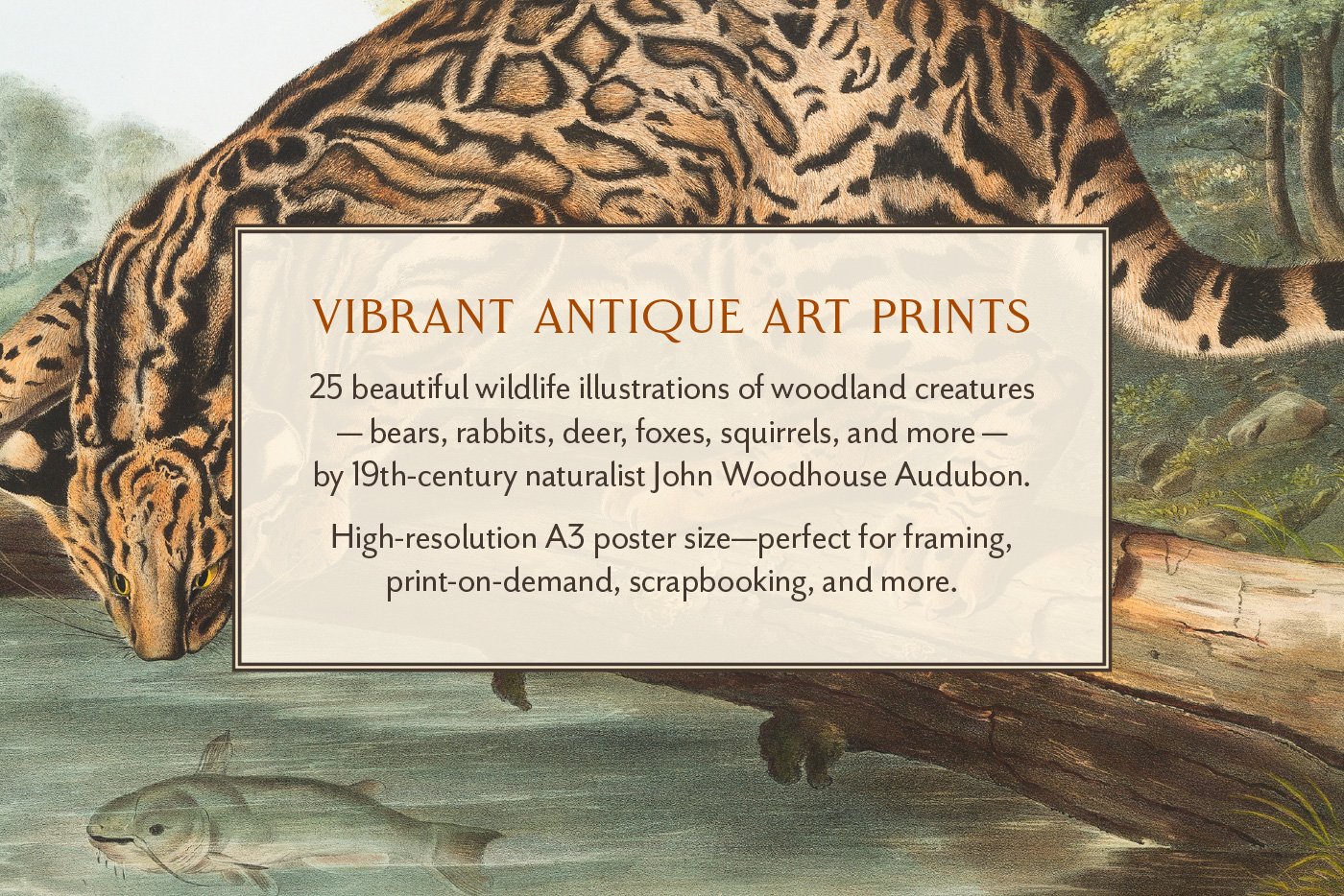 25 Vintage Mammal Prints — The Object Atlas
